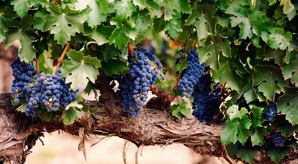 Agriturismo Le Vigne Foligno Eksteriør bilde